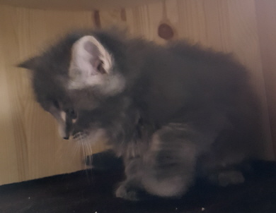 Rasputin - 5,5 Wochen - reserviert Rasputin - 5,5 Wochen - reserviert